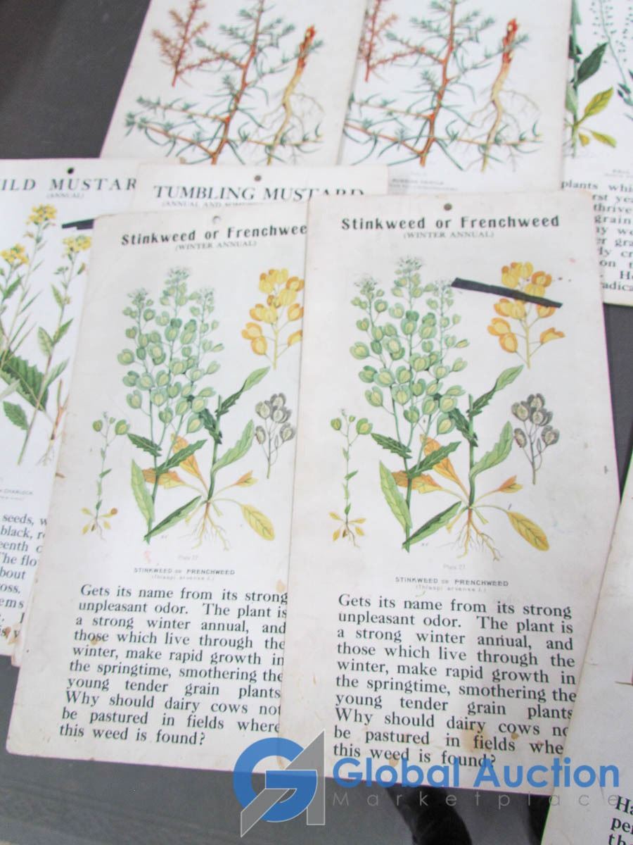 Plants Flash Cards plants-flash-cards