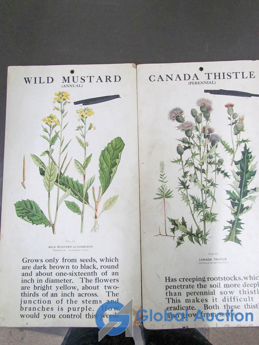Plants Flash Cards plants-flash-cards