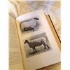 Image 4 : 1911 Swine, Sheep & Horse Text Book (Leather Covered)