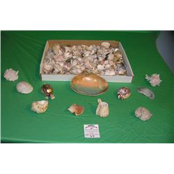 Large collection of sea shells and sea shell art