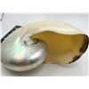 Image 8 : COLLECTIBLE SHELLS AND CORAL