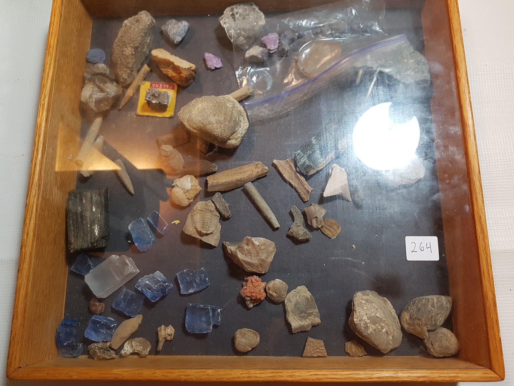 DISPLAY CASE FULL OF FOSSILS AND CRYSTALS, ETC… Schmalz Auctions