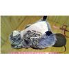 Image 3 : Ducks Unlimited Greenwing Stuffed Beaver