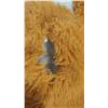 Image 7 : FLOPPY FOX AND DUCK CHEW TOY