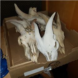 6 GOAT SKULLS