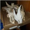 Image 1 : 6 GOAT SKULLS