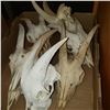 Image 2 : 6 GOAT SKULLS