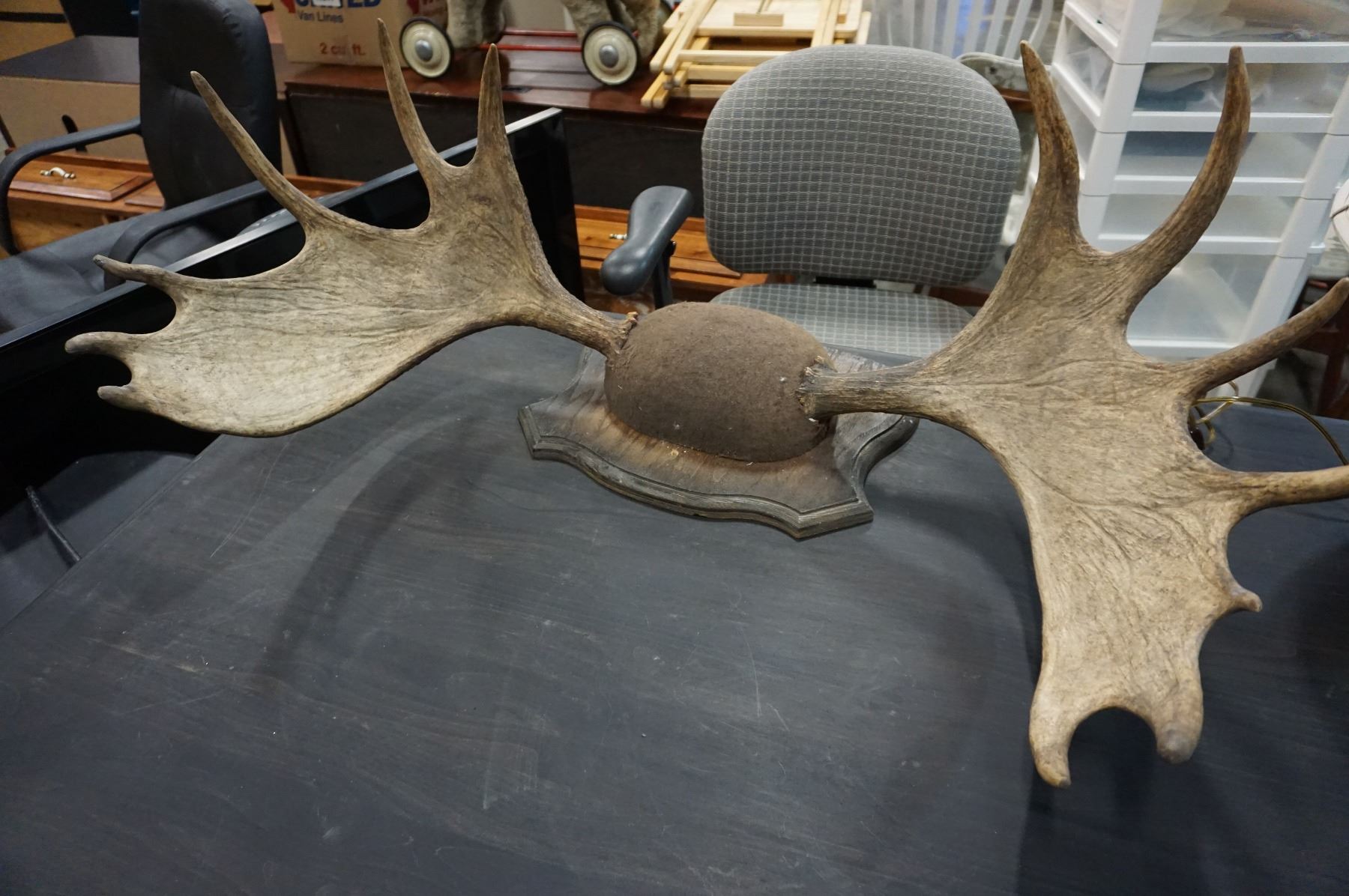 MOUNTED MOOSE ANTLERS