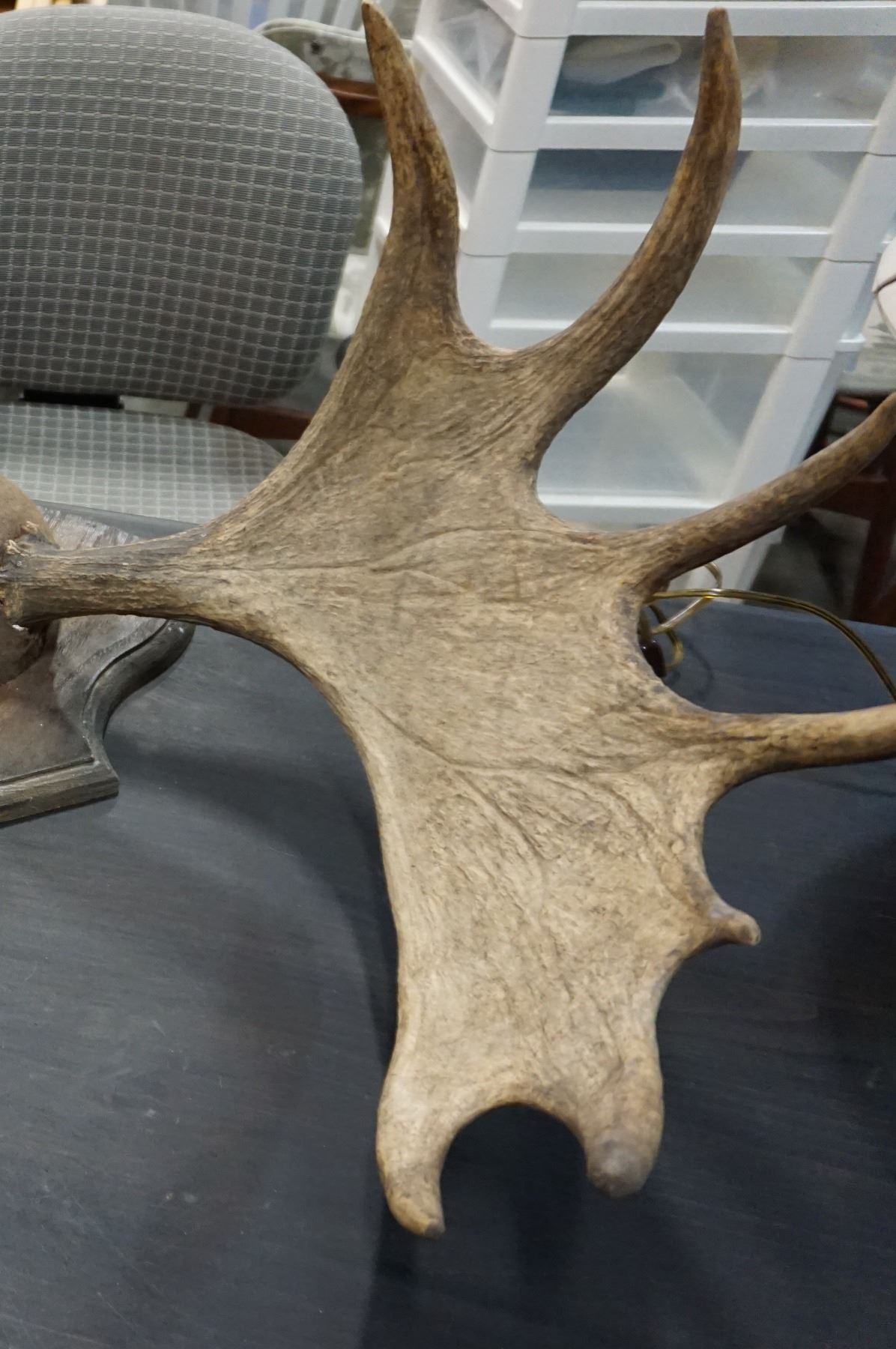 MOUNTED MOOSE ANTLERS Big Valley Auction