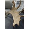 Image 2 : MOUNTED MOOSE ANTLERS