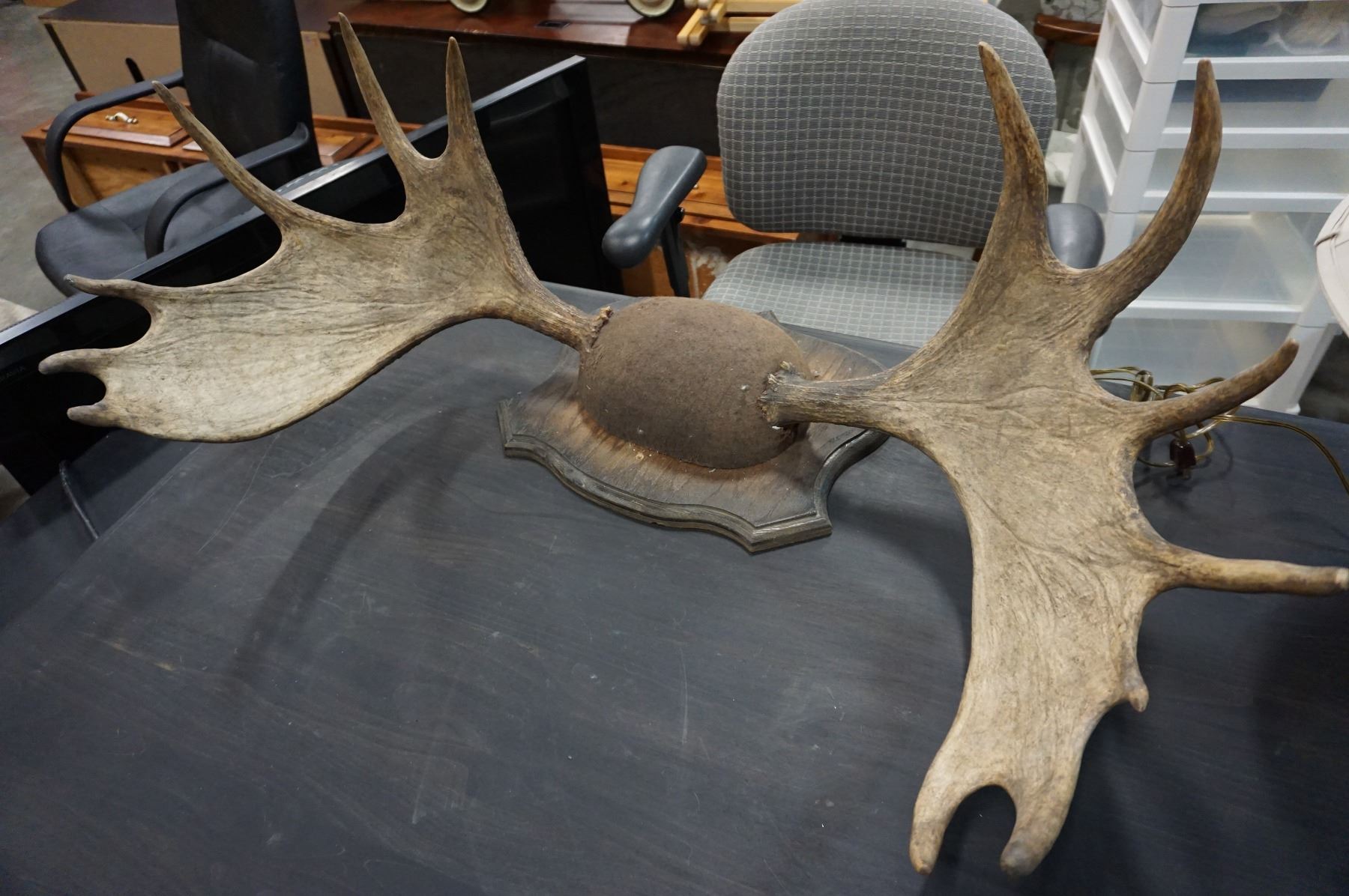 MOUNTED MOOSE ANTLERS - Big Valley Auction