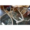 Image 3 : 2 DEER ANTLERS