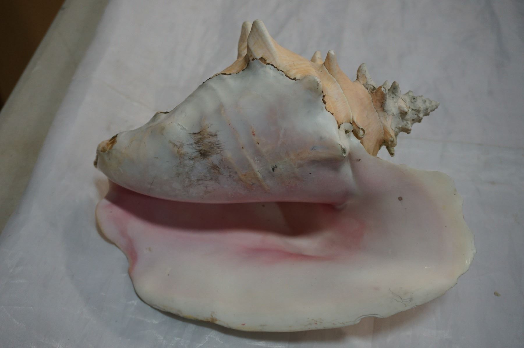 CONCH SHELL THROENS WIND UP MUSICAL CAP AND EASTERN LIDDED DISH