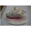 Image 3 : CONCH SHELL THROENS WIND UP MUSICAL CAP AND EASTERN LIDDED DISH