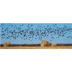 THREE DAY DOVE AND PIGEON HUNT FOR SIX HUNTERS