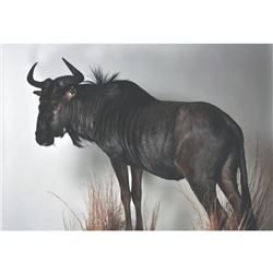 $500 GIFT CERTIFICATE FOR TAXIDERMY WORK