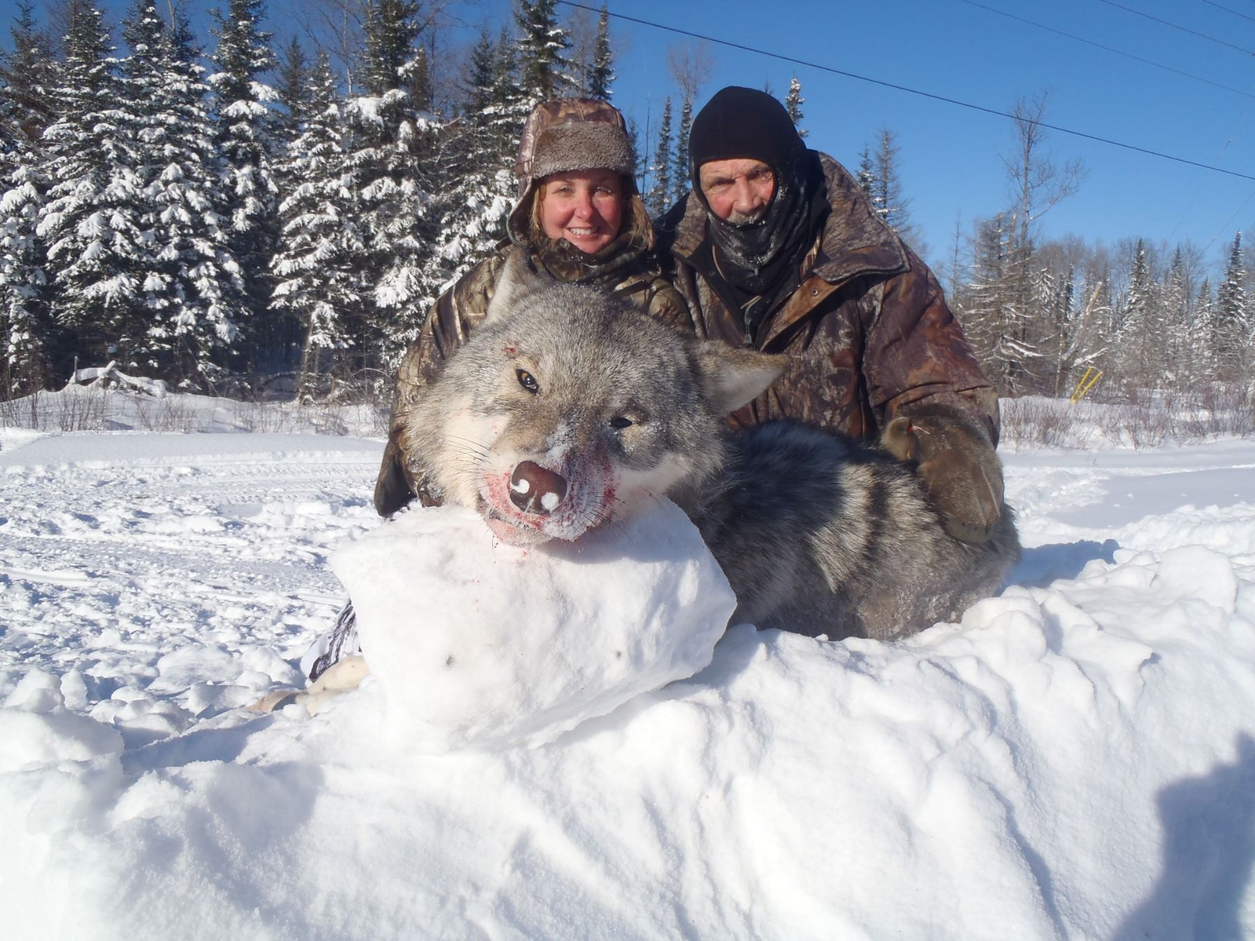SIX DAY ONTARIO WOLF HUNT