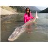 Image 3 : 4 PERSON WHITE STURGEON ADVENTURE ON THE FRASER RIVER