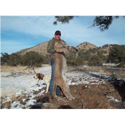 NEW MEXICO MOUNTAIN LION HUNT FOR ONE HUNTER