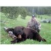Image 2 : 6 DAY SPRING BEAR HUNT FOR 1 IN MONTANA