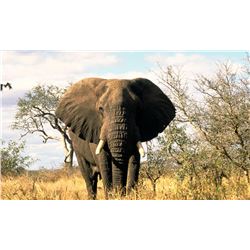 SEVEN DAY, NON- EXPORTABLE ELEPHANT HUNT IN ZIMBABWE