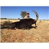 Image 2 : SEVEN DAY KUDU AND SABLE HUNT IN SOUTH AFRICA FOR TWO HUNTERS