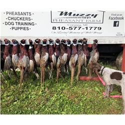 60 BIRD PHEASANT HUNT FOR 6 HUNTERS