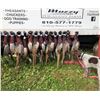 Image 1 : 60 BIRD PHEASANT HUNT FOR 6 HUNTERS