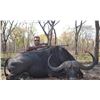 Image 1 : CAPE BUFFALOR HUNT IN ZAMBIA FOR ONE HUNTER AND ONE OBSERVER