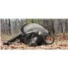 Image 2 : CAPE BUFFALOR HUNT IN ZAMBIA FOR ONE HUNTER AND ONE OBSERVER