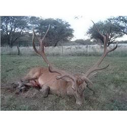 RED STAG HUNT IN ARGENTINA
