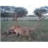 Image 1 : RED STAG HUNT IN ARGENTINA