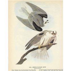 c1946 Audubon Print, White-Tailed Kite