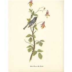 c1950 Audubon Print, Black Throated Blue Warbler