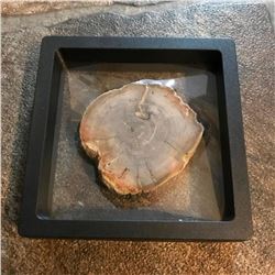 Petrified Conifer Wood Fossil Display Specimen