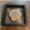 Image 1 : Petrified Conifer Wood Fossil Display Specimen