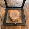 Image 2 : Petrified Conifer Wood Fossil Display Specimen