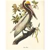 Image 1 : c1950 Audubon Print, Brown Pelican