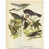 Image 1 : c1946 Audubon Print, Four Western Corvids
