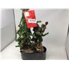 Image 1 : 24inch Tabletop Tree