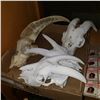 Image 1 : TRAY OF 4 GOAT SKULLS