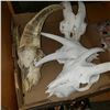 Image 2 : TRAY OF 4 GOAT SKULLS