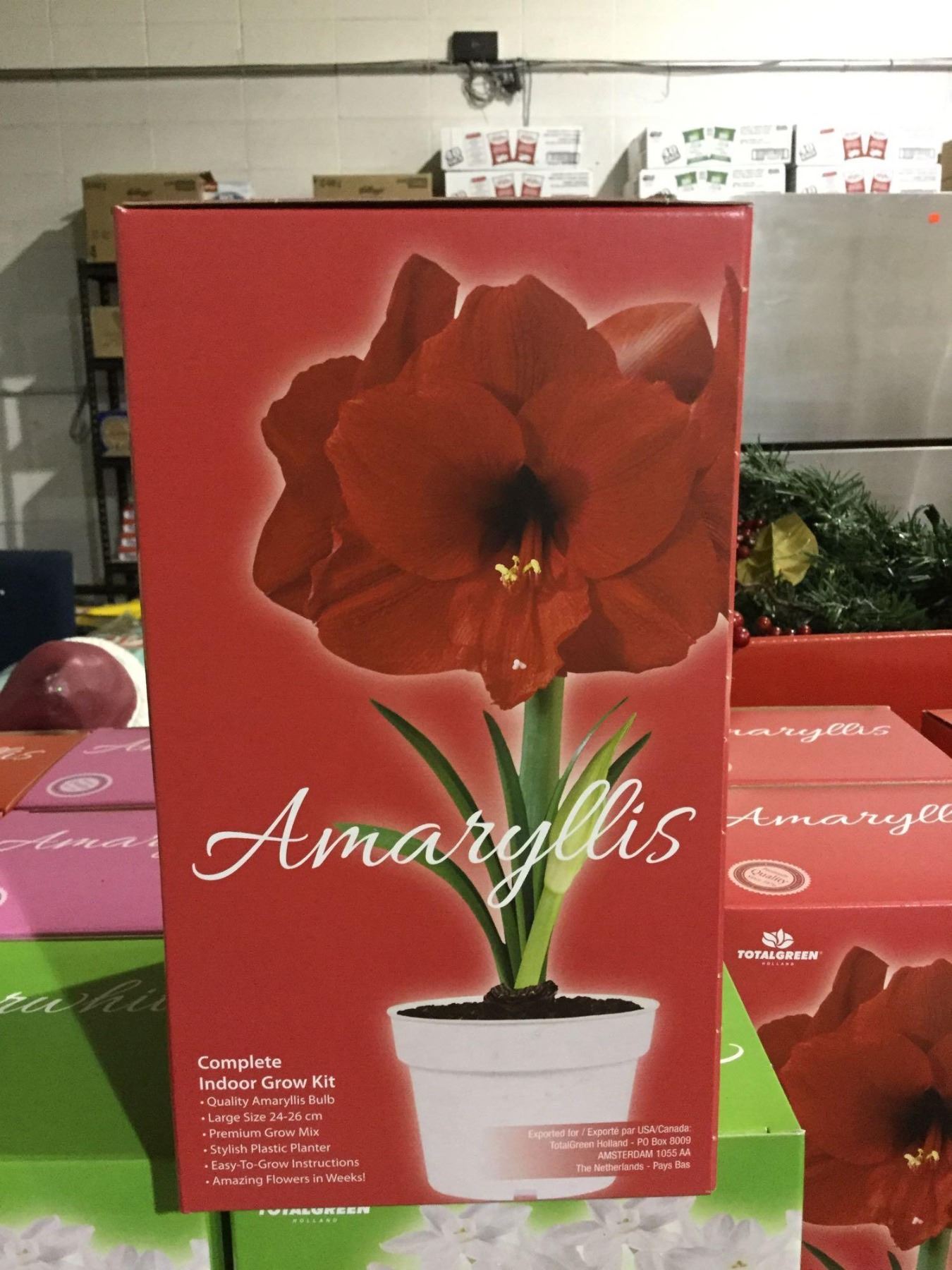 Holland Complete Indoor Grow Kit Amaryllis/Paperwhite Bulbs (12ct)