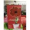 Image 3 : Holland Complete Indoor Grow Kit Amaryllis/Paperwhite Bulbs (12ct)