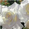 Image 2 : Brian Davis, "White Radiant Roses" Limited Edition Giclee on Canvas (40" x 30"), Numbered and Hand S