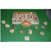 Image 1 : Large collection of sea shells and sea shell art