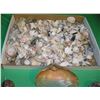 Image 4 : Large collection of sea shells and sea shell art