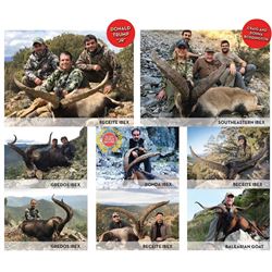 International Wild Hunting Spain Mouflon Sheep Hunt