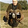 Image 3 : International Wild Hunting Spain Mouflon Sheep Hunt