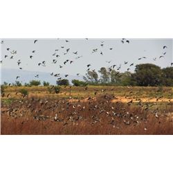 Sporting Adventures Intl. Argentina Dove Hunt for Two